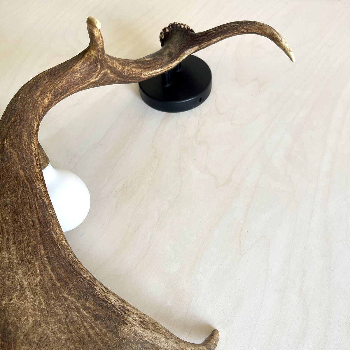 Fallow Antler Shed Sconce