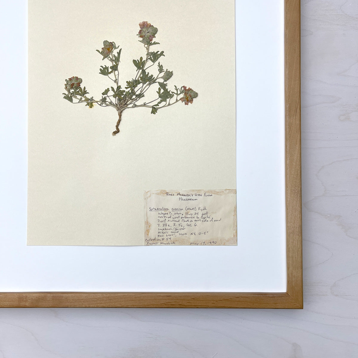 Vintage Pressed Botanical #23