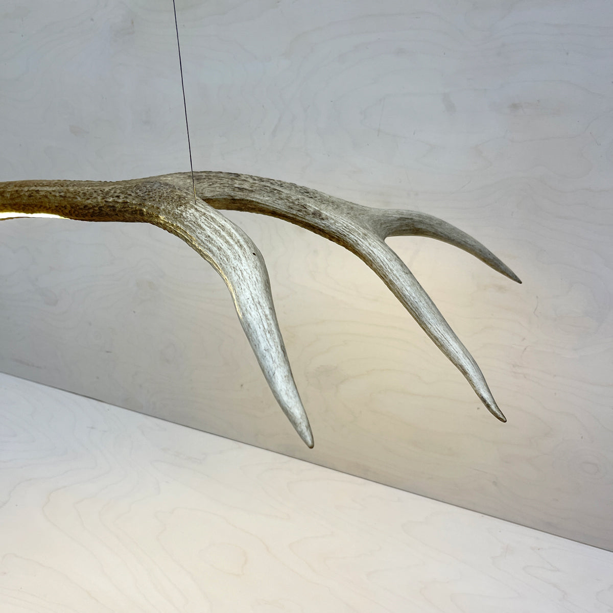 Elk Antler Linear Suspension - Natural