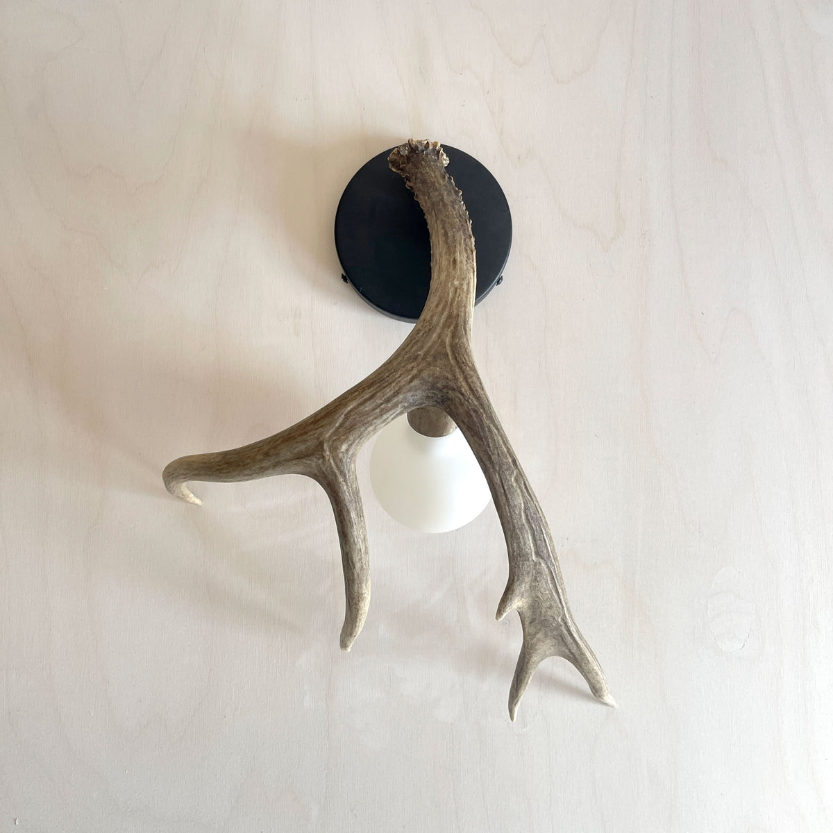 Antler Shed Sconce