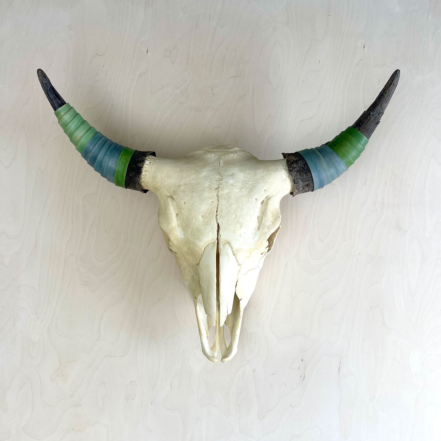 Bison Skull - Leather rapped