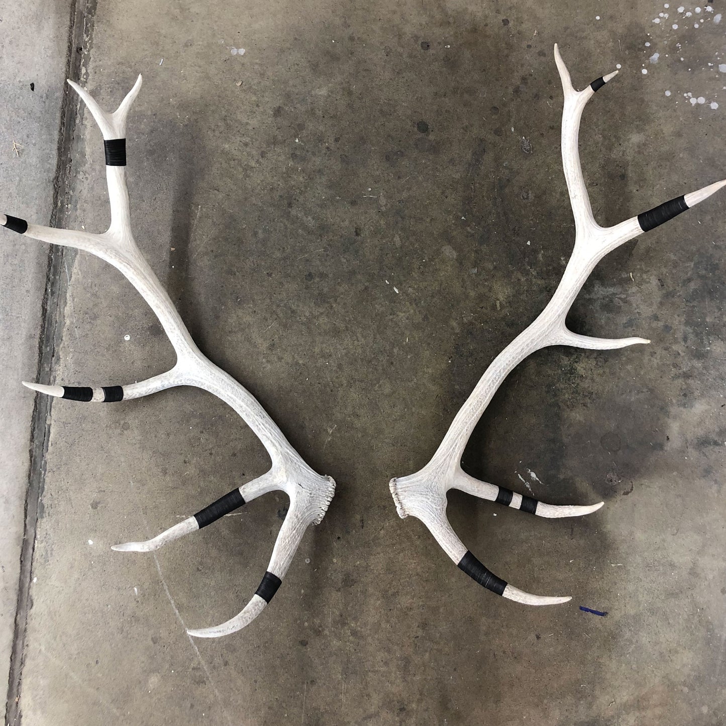 Elk Antler Wall Mounts