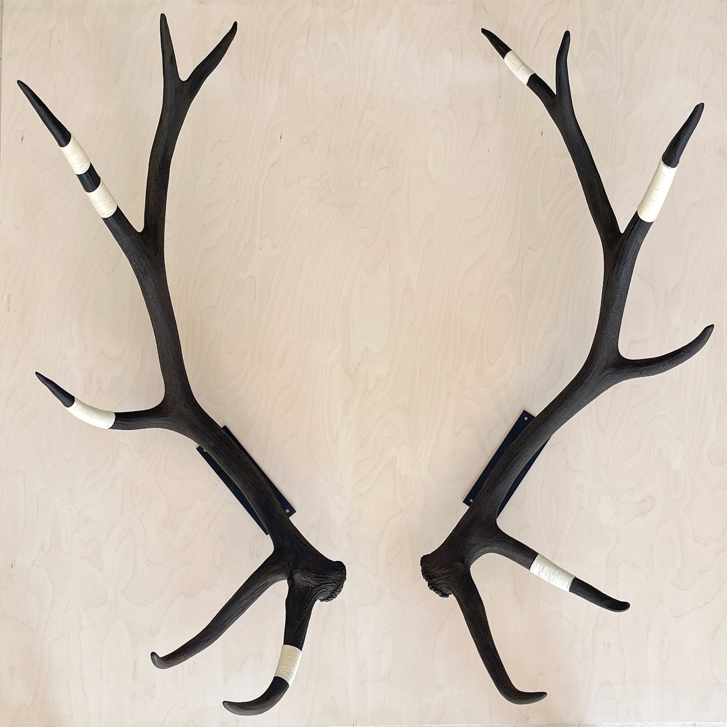 Elk Antler Wall Mounts