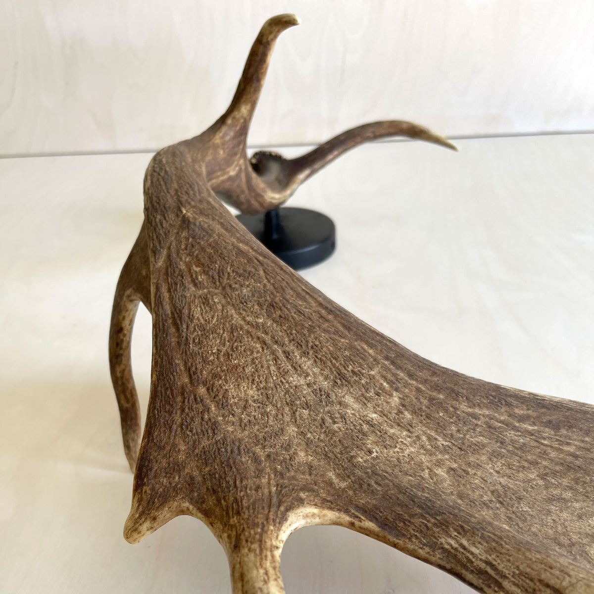 Fallow Antler Shed Sconce