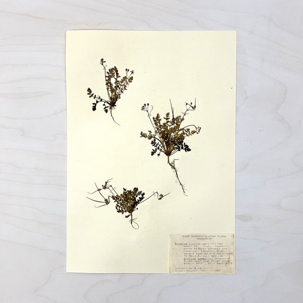 Vintage Pressed Botanical #1