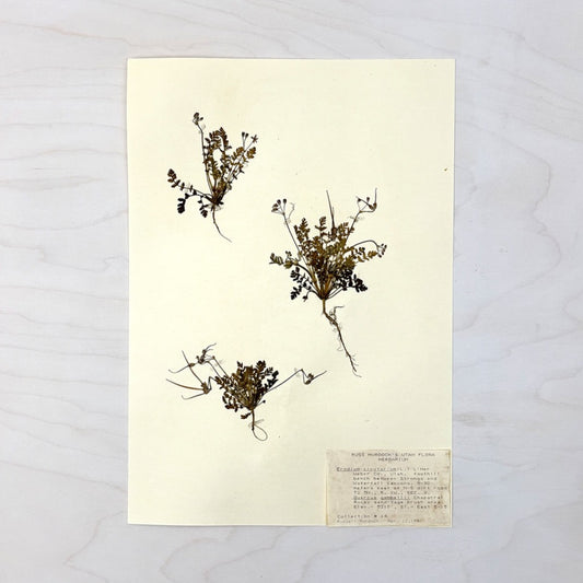 Vintage Pressed Botanical #1