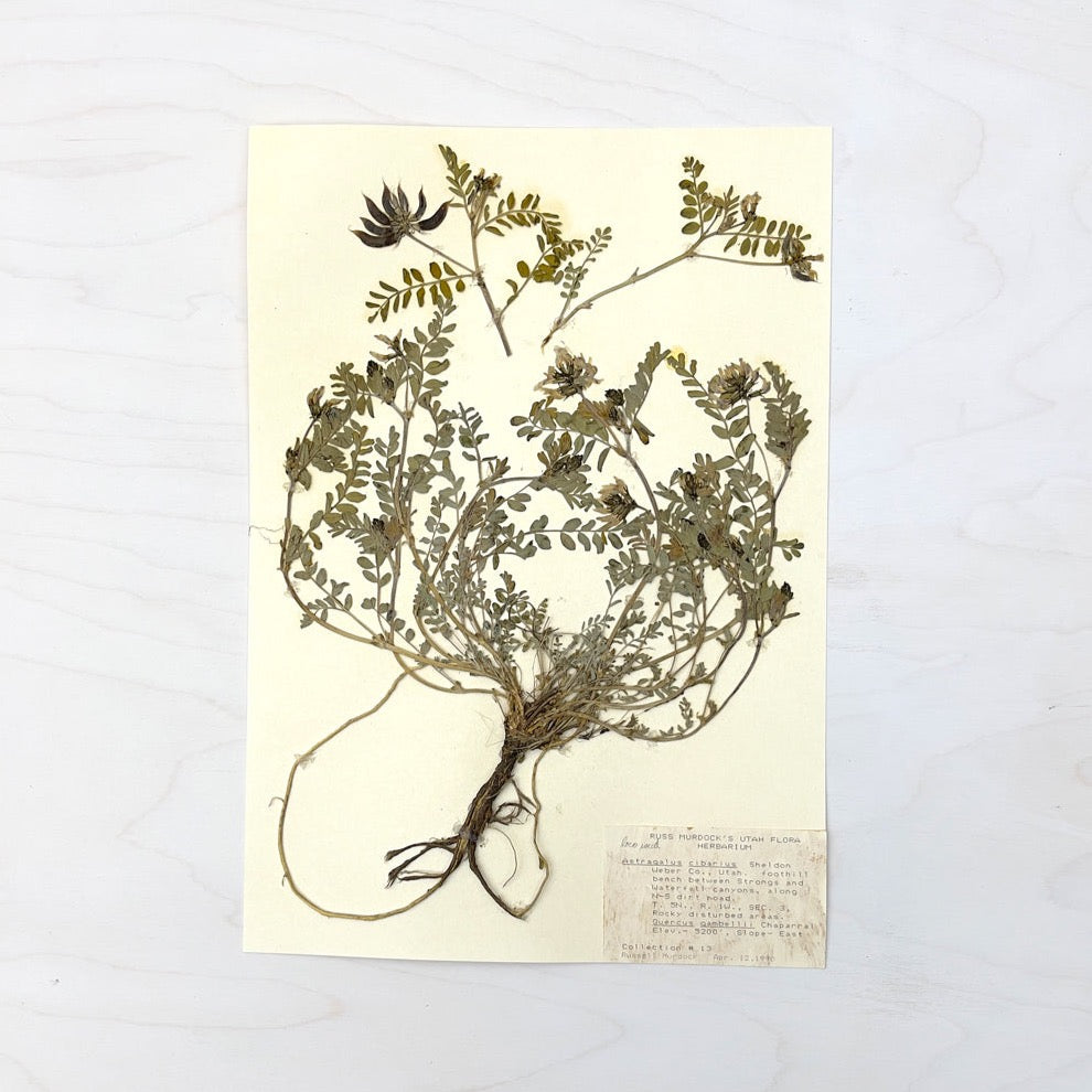 Vintage Pressed Botanical #10