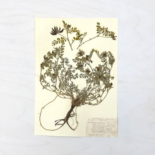 Vintage Pressed Botanical #10