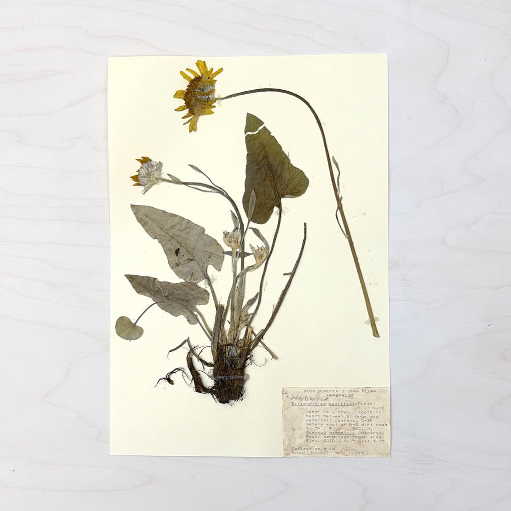 Vintage Pressed Botanical #11