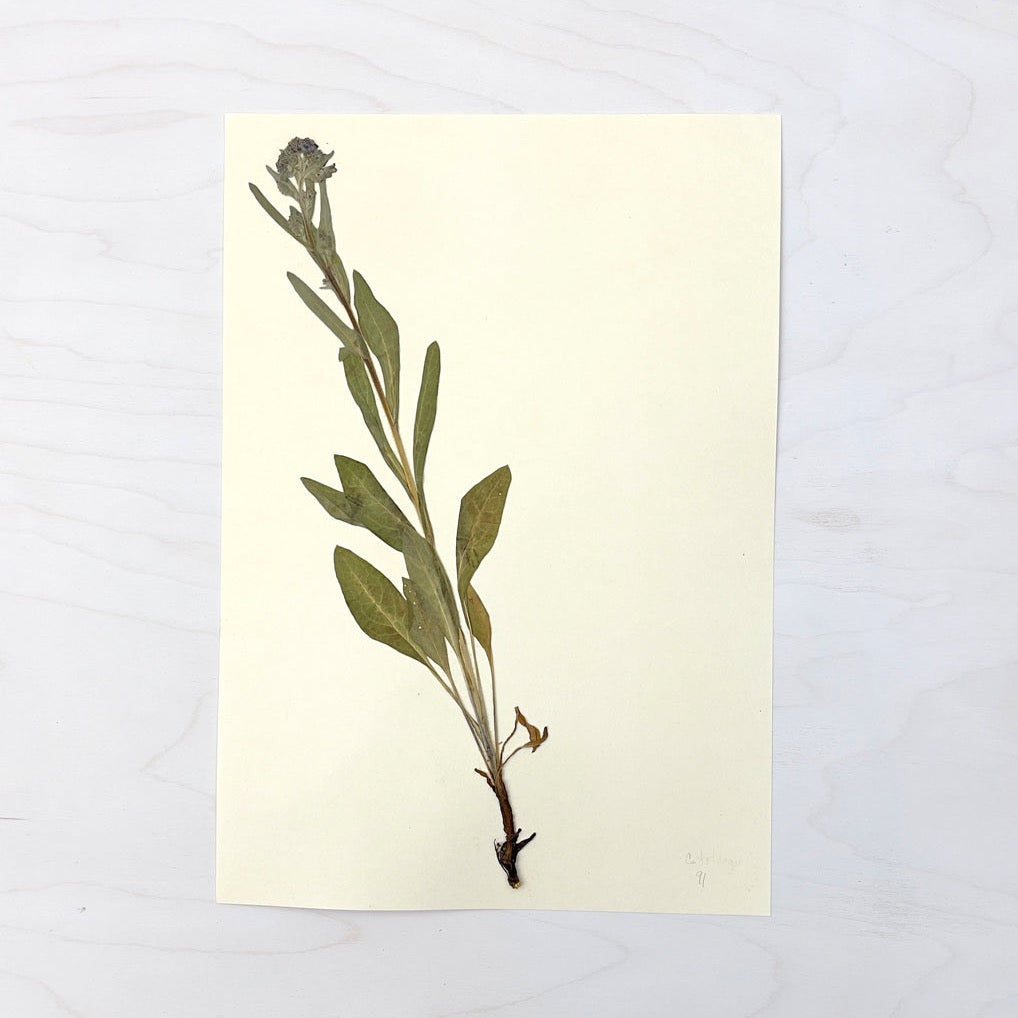 Vintage Pressed Botanical #12