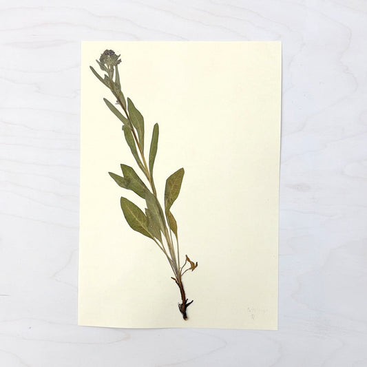 Vintage Pressed Botanical #12