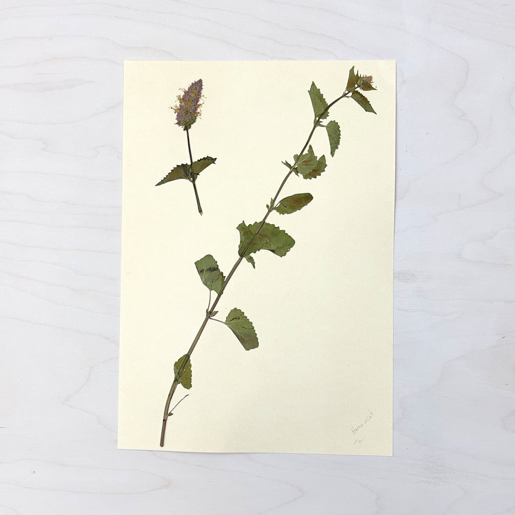 Vintage Pressed Botanical #13