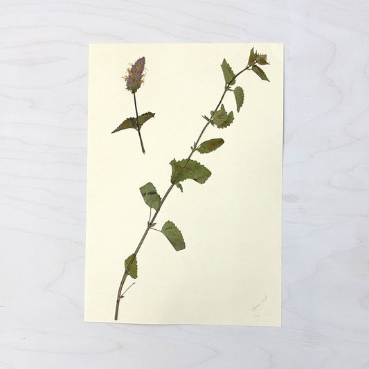 Vintage Pressed Botanical #13