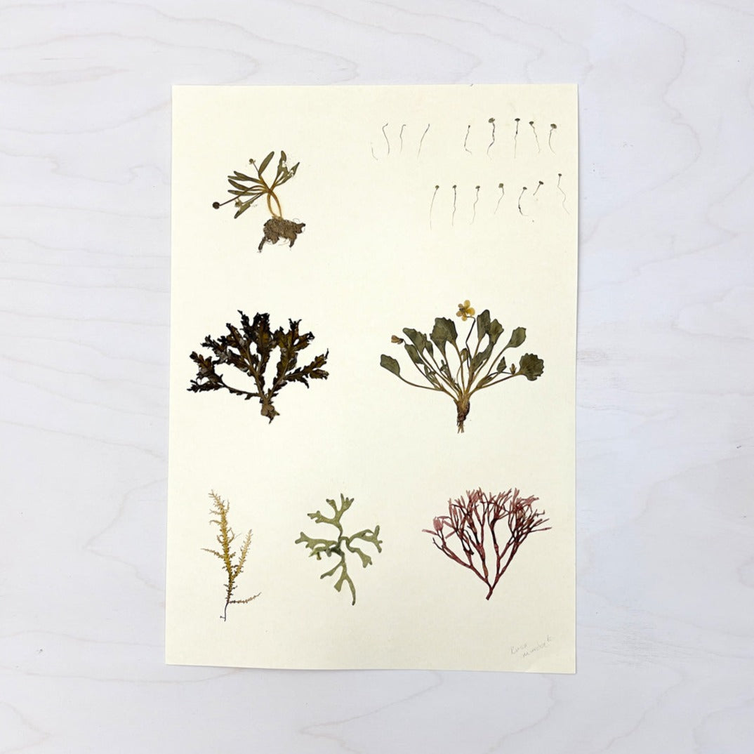 Vintage Pressed Botanical #14