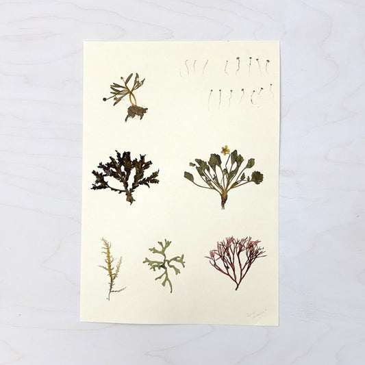 Vintage Pressed Botanical #14