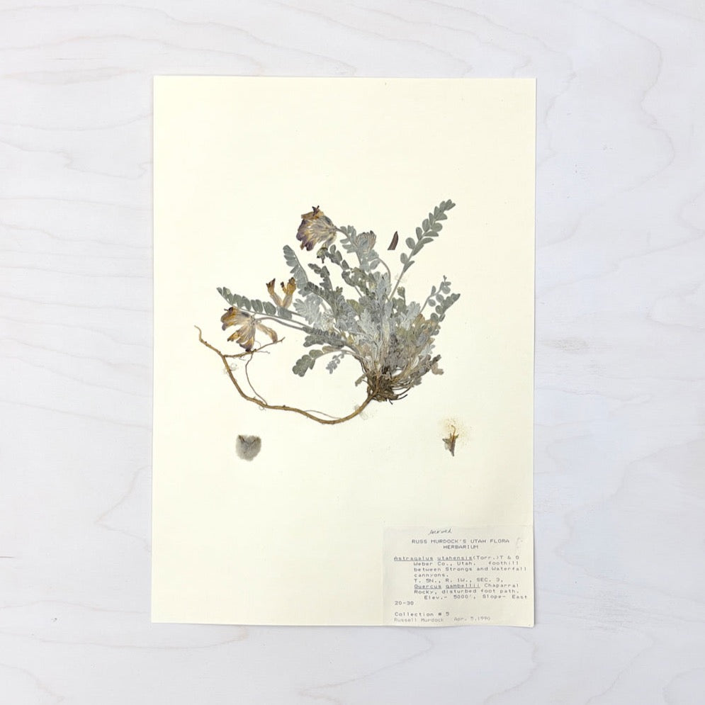 Vintage Pressed Botanical #17
