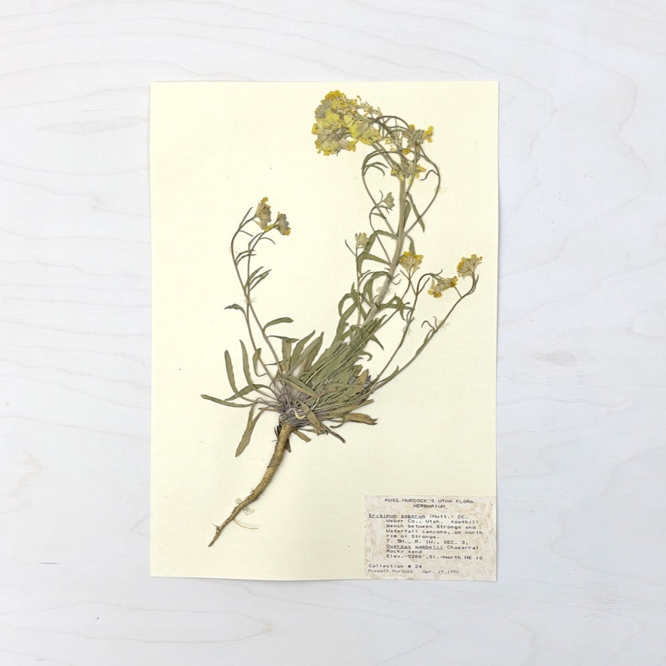 Vintage Pressed Botanical #18