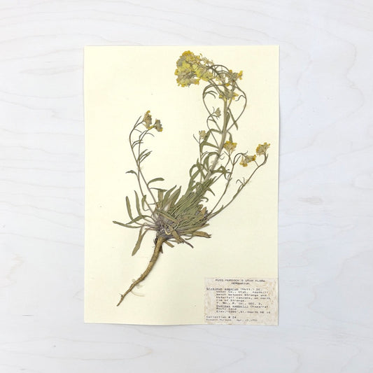 Vintage Pressed Botanical #18