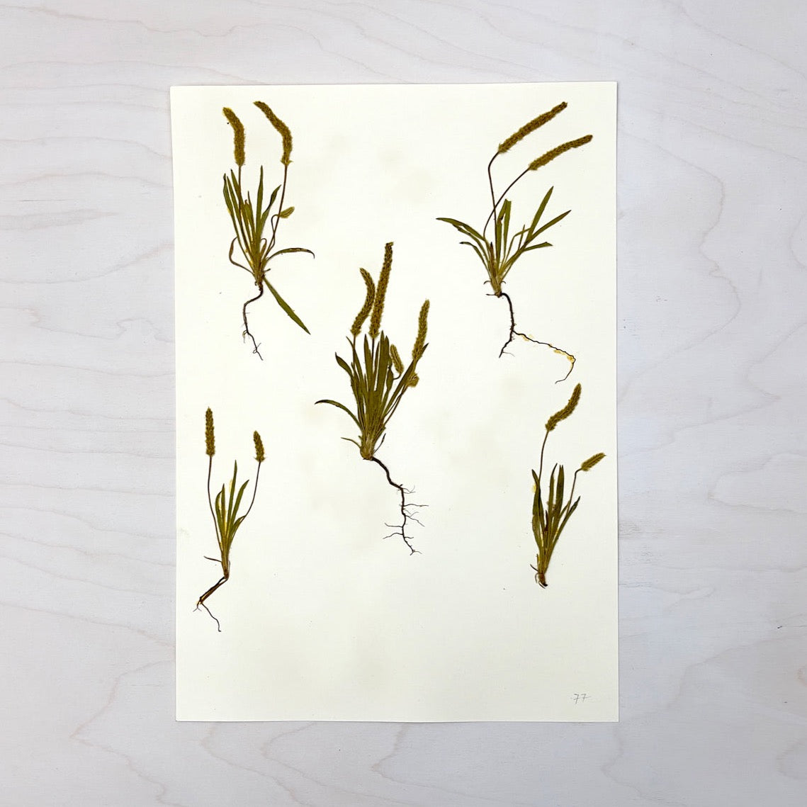 Vintage Pressed Botanical #2