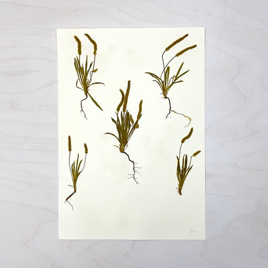 Vintage Pressed Botanical #2