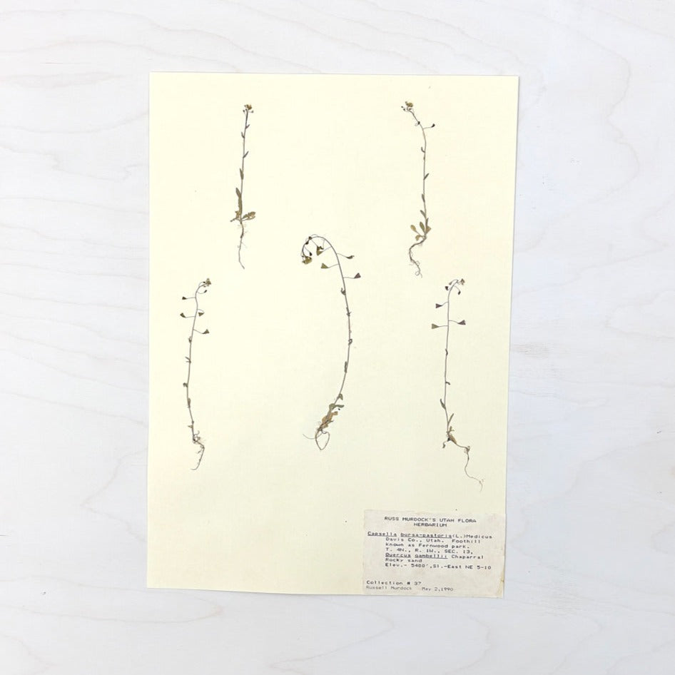 Vintage Pressed Botanical #20