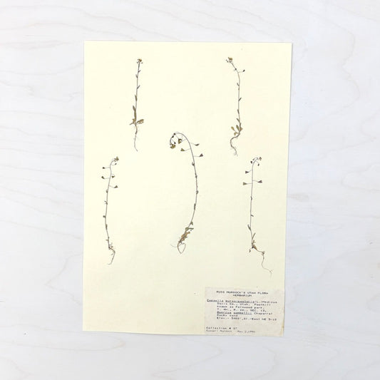 Vintage Pressed Botanical #20