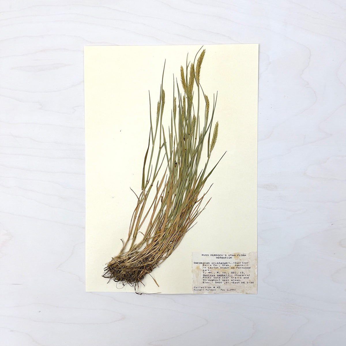 Vintage Pressed Botanical #21