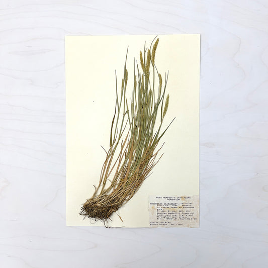 Vintage Pressed Botanical #21