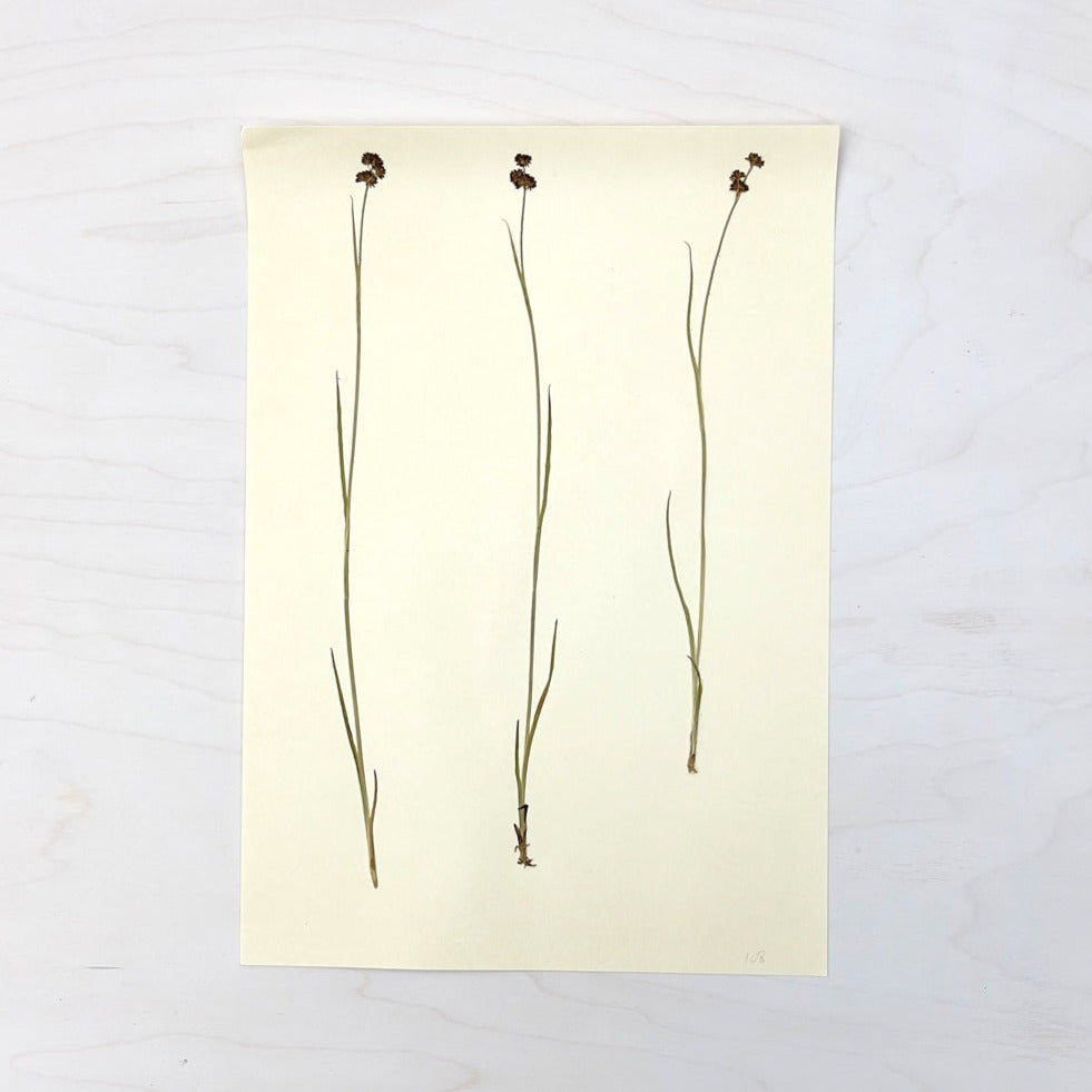 Vintage Pressed Botanical #22