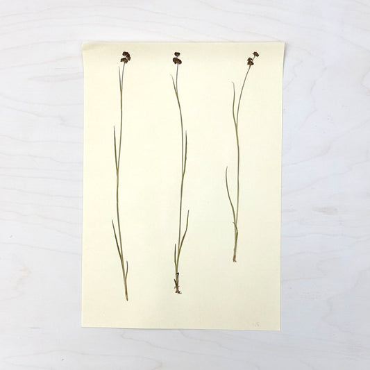 Vintage Pressed Botanical #22