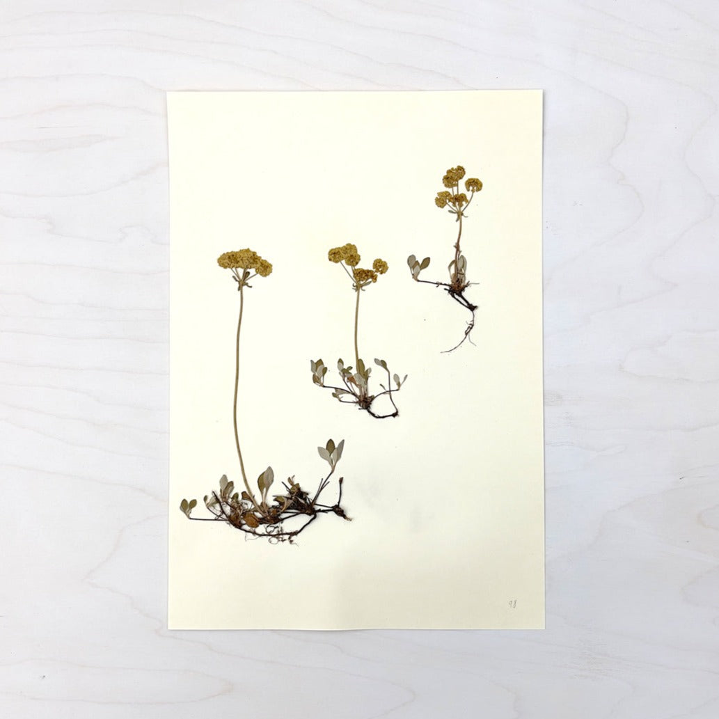 Vintage Pressed Botanical #24