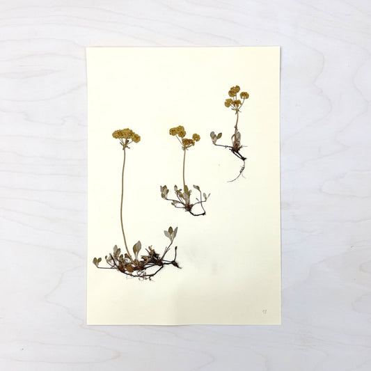 Vintage Pressed Botanical #24