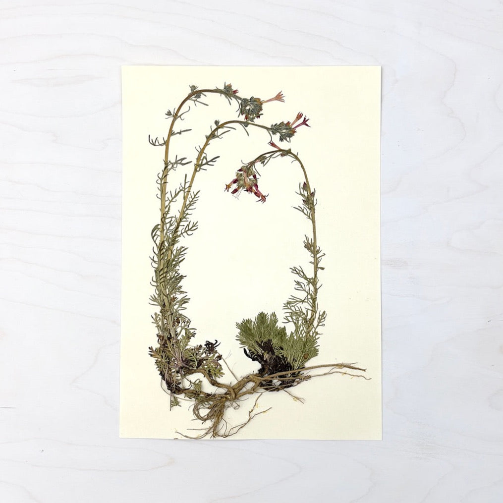 Vintage Pressed Botanical #25