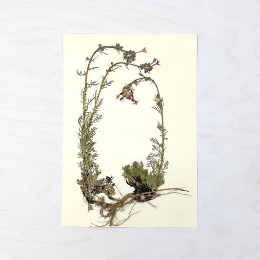 Vintage Pressed Botanical #25