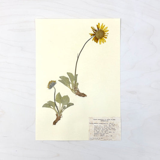 Vintage Pressed Botanical #28