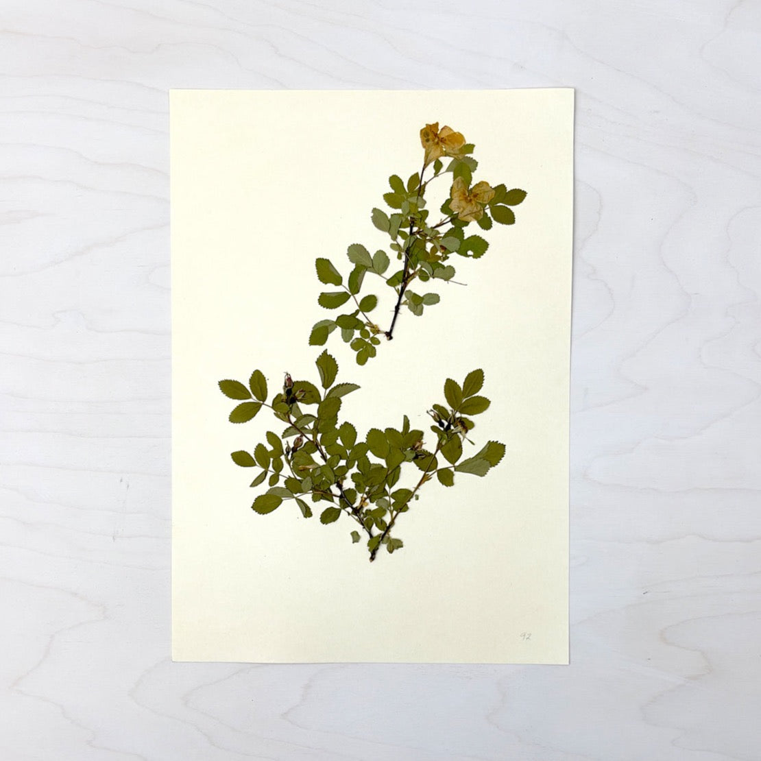 Vintage Pressed Botanical #3
