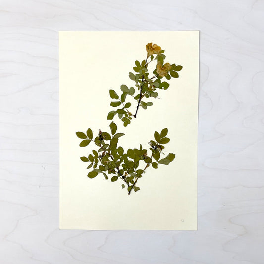 Vintage Pressed Botanical #3