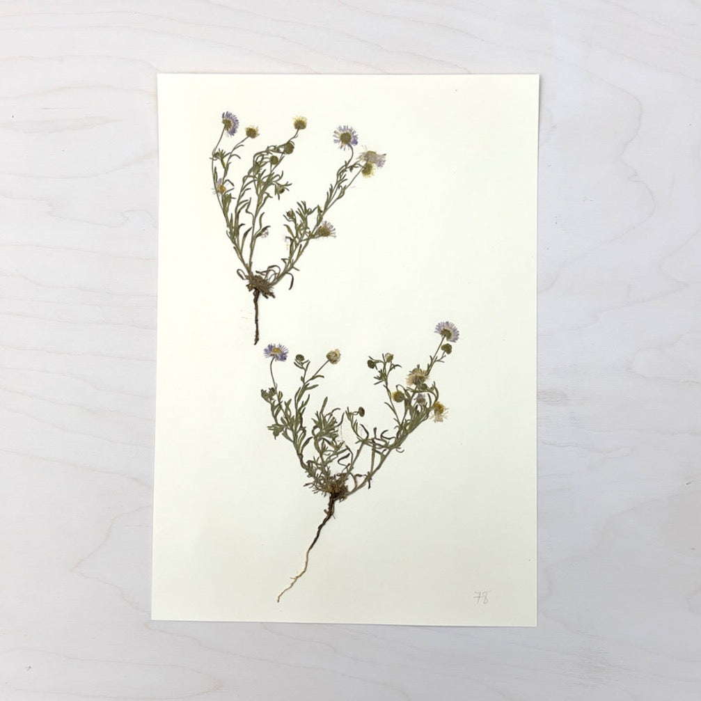 Vintage Pressed Botanical #30