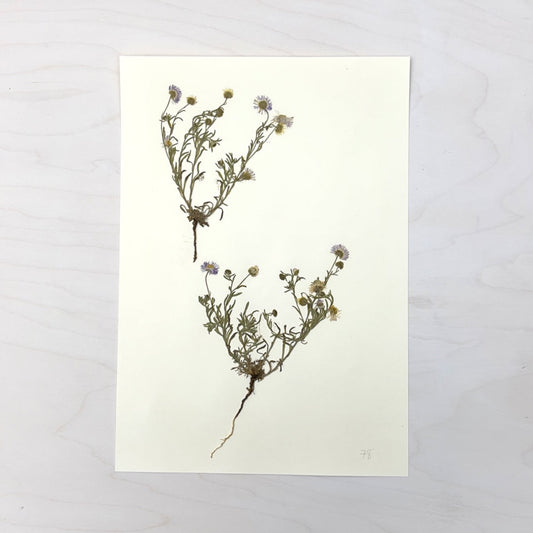 Vintage Pressed Botanical #30