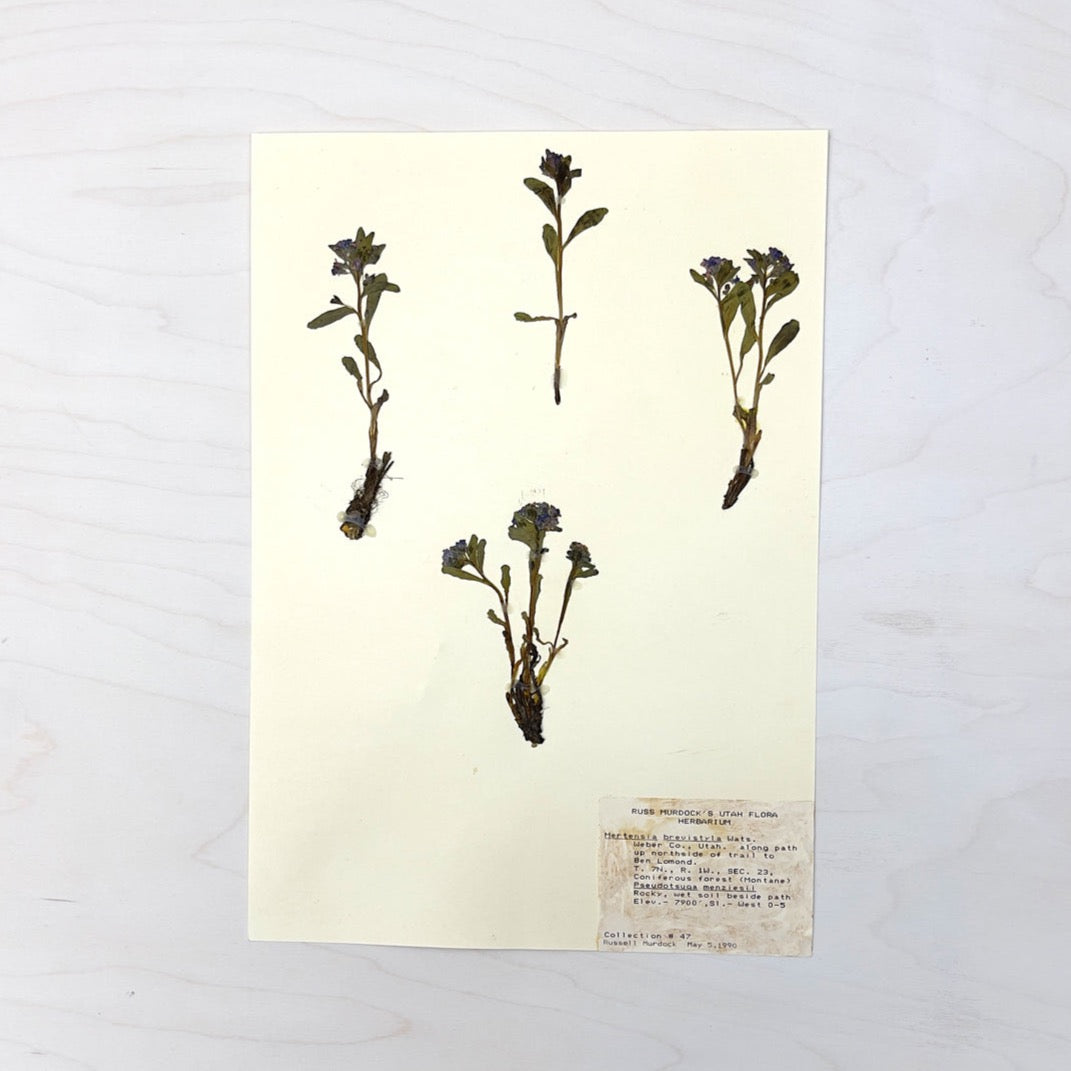 Vintage Pressed Botanical #33