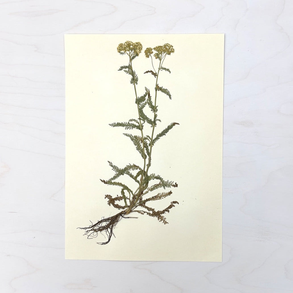 Vintage Pressed Botanical #36
