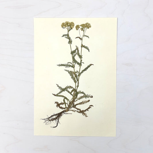 Vintage Pressed Botanical #36