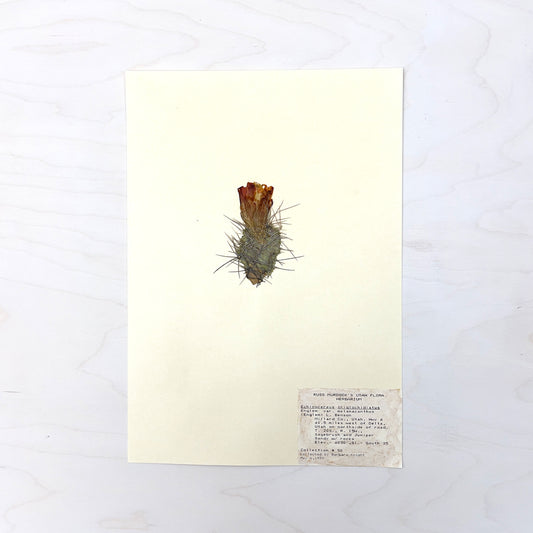 Vintage Pressed Botanical #38