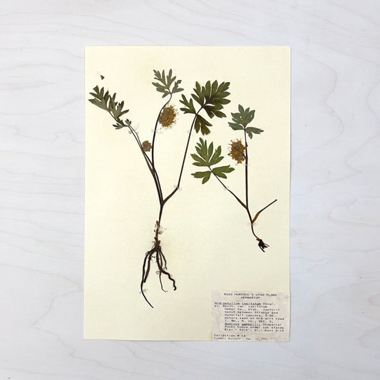 Vintage Pressed Botanical #4