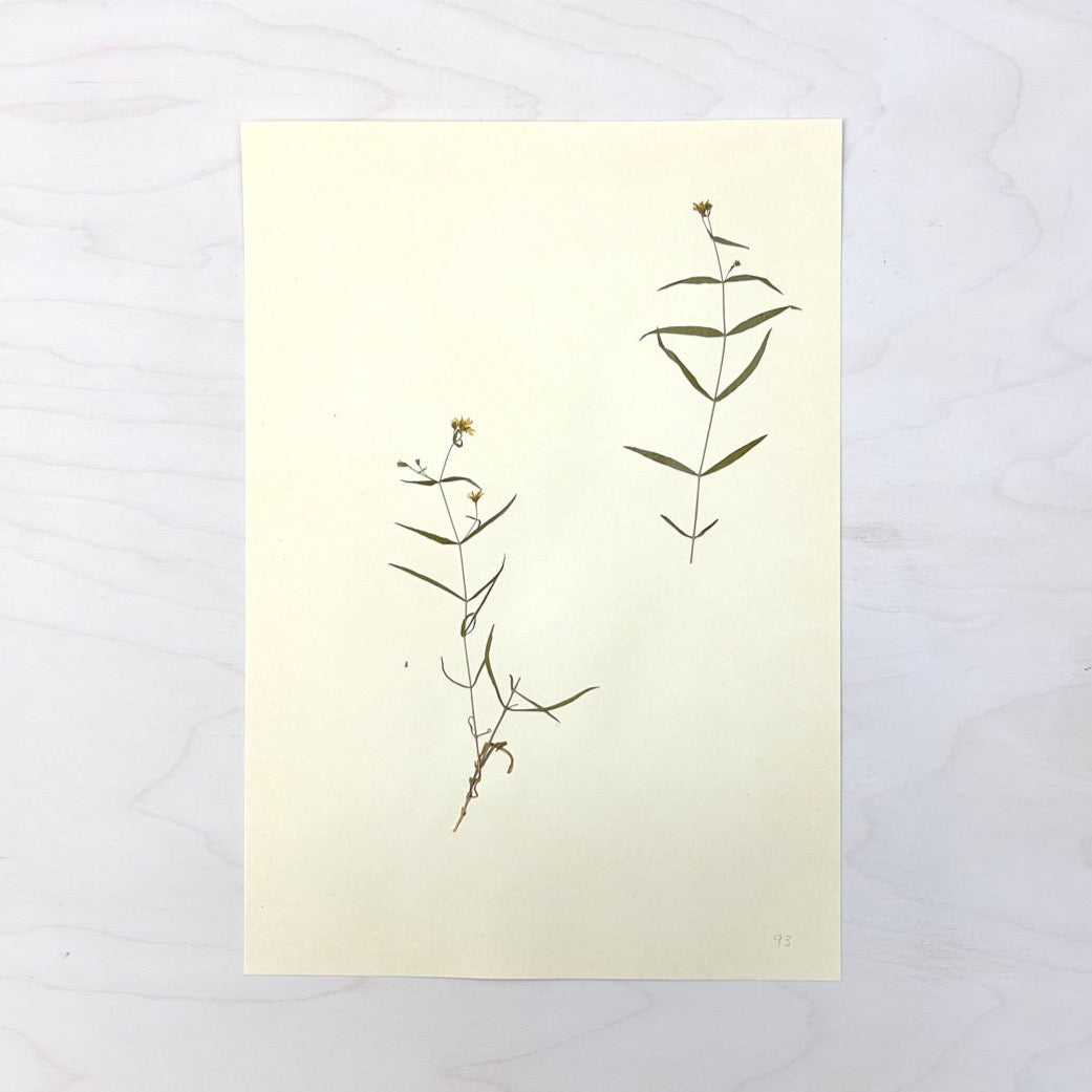 Vintage Pressed Botanical #40