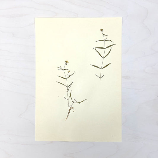 Vintage Pressed Botanical #40