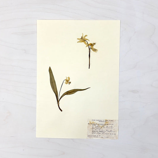 Vintage Pressed Botanical #5