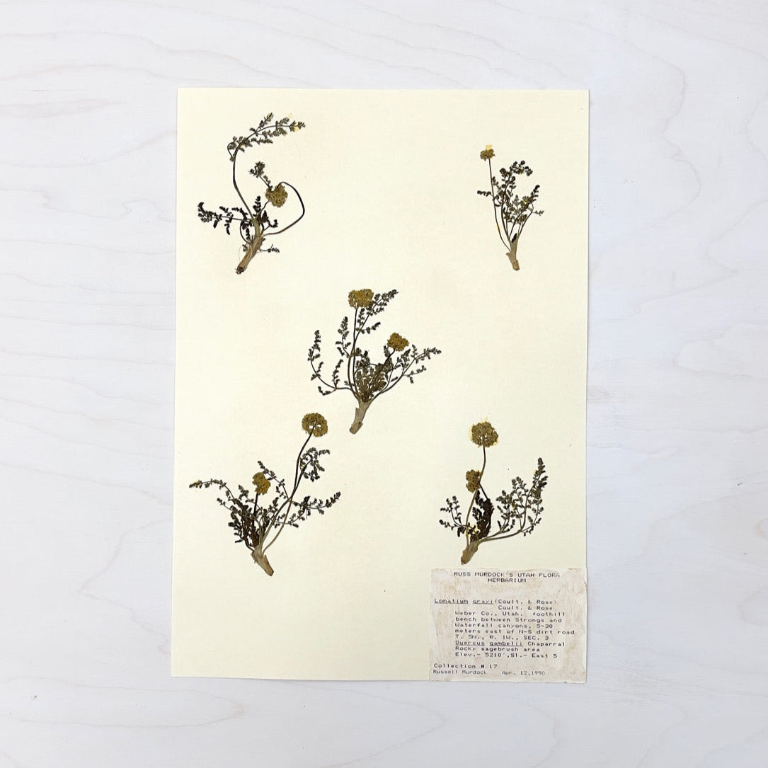 Vintage Pressed Botanical #6