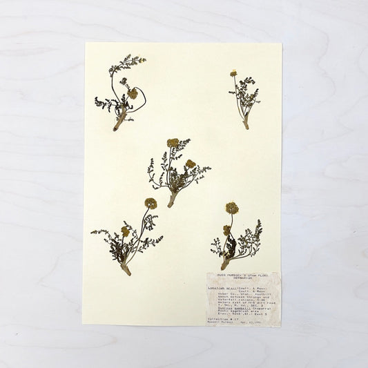 Vintage Pressed Botanical #6