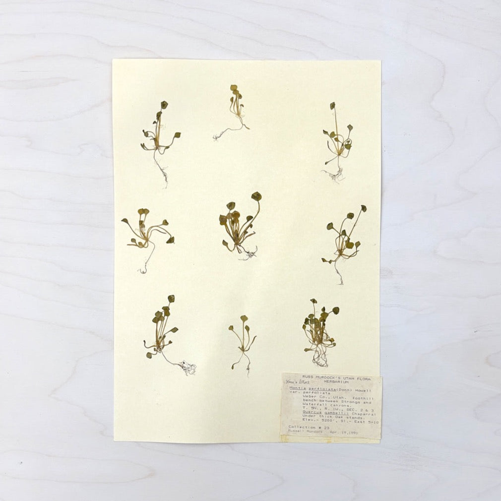 Vintage Pressed Botanical #7